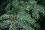 City offering Christmas tree drop-off - My North Bay Now